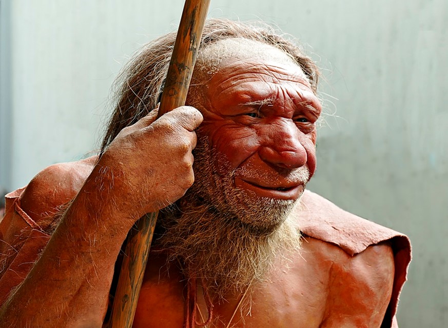 Neandertaler, Homo Sapiens Neandertalensis Dieses Werk ist kostenlos und darf von jedem für jeden Zweck verwendet werden. Wenn Sie diesen Inhalt nutzen möchten, müssen Sie keine Erlaubnis einholen, solange Sie die auf dieser Seite genannten Lizenzanforderungen befolgen, Wikipedia