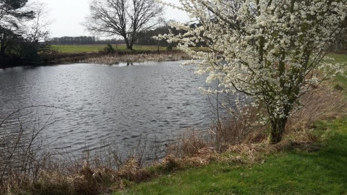 Die Flachsröte im Frühling