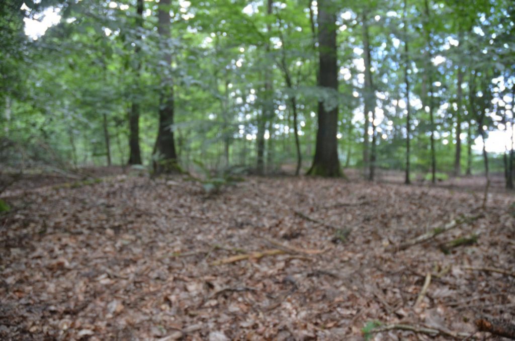 Hügelgrab 2d, sehr flach ausgeformt, kaum erkennbar