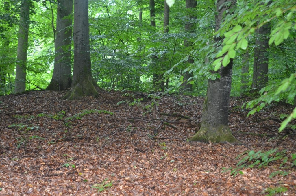 Hügelgrab Nr. 7, Einzelgrab, am ehem. Forsthaus, in der Nähe des Teiches.