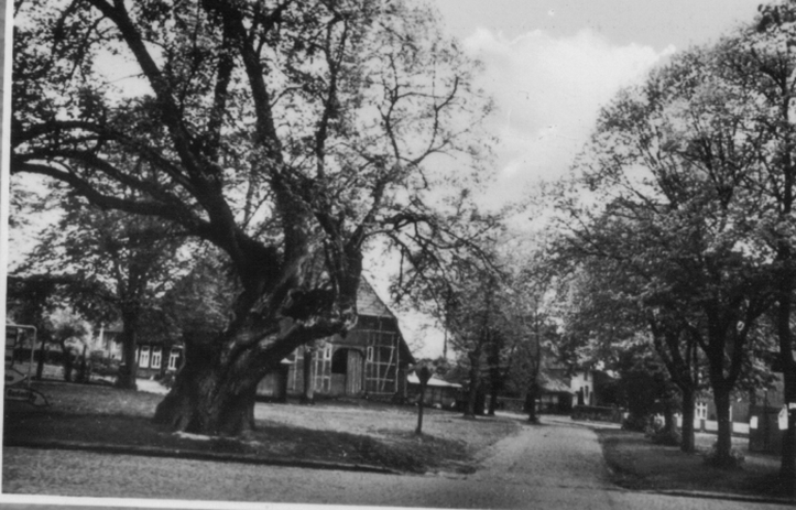 Die alte Thielinde oder auch Gerichtslinde
