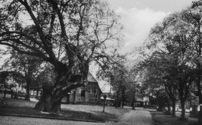 Die alte „Thie-Linde auf dem Marktplatz, die noch bis 1968 gestanden hat.