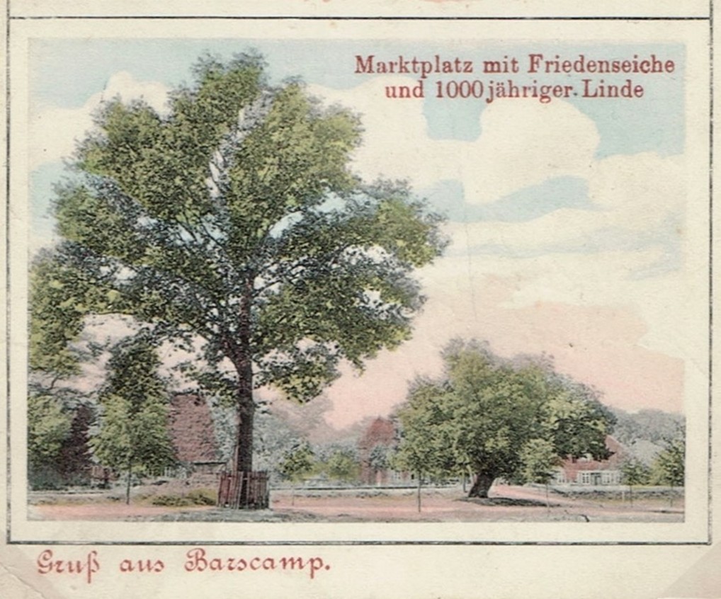 Die Friedenseiche wurde gemäß der Schulchronik die der Küsster Hofgeve anfertigte 1871 gepflanzt. Dies könnte der Fall gewesen sein um an die Völkerschacht von Leipzig zu erinnern. Die Eiche dürfte demnach schon ca. drei Jahre gestanden haben.