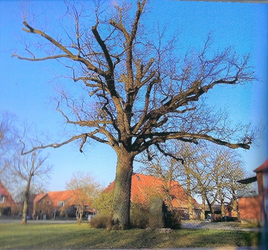 Die Friedenseiche heute