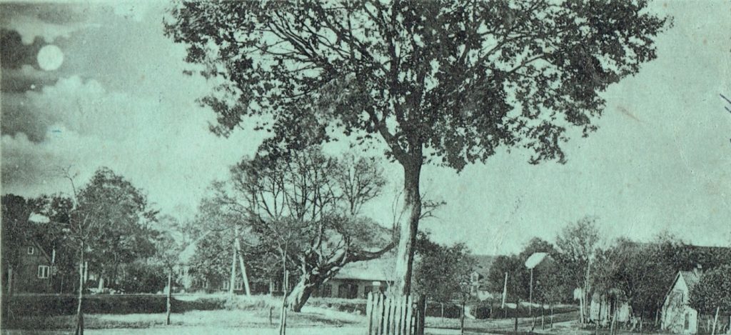 Friedenseiche, die 1871 gepflanzt wurde nach Küster Hogrefe