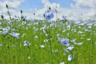 Blühender Flachs, Wikipedia