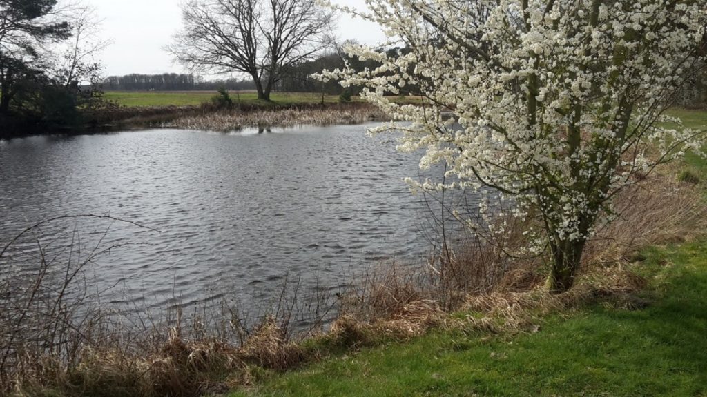 Die Flachsröte im Frühling