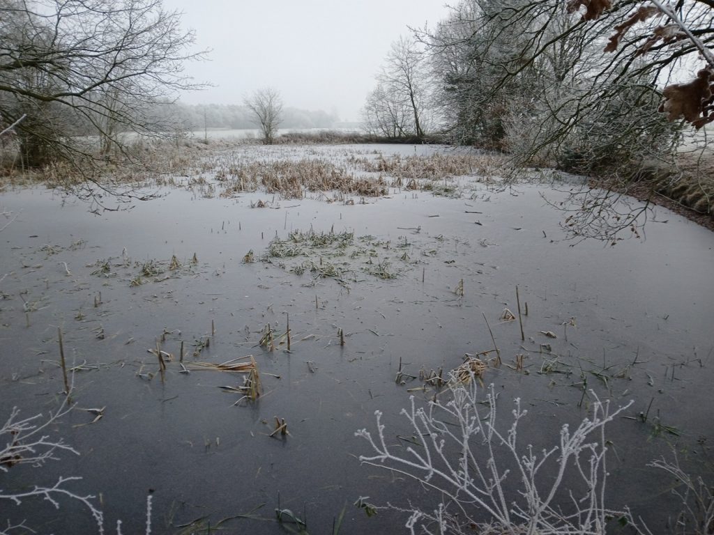 Die Flachröte im Winter