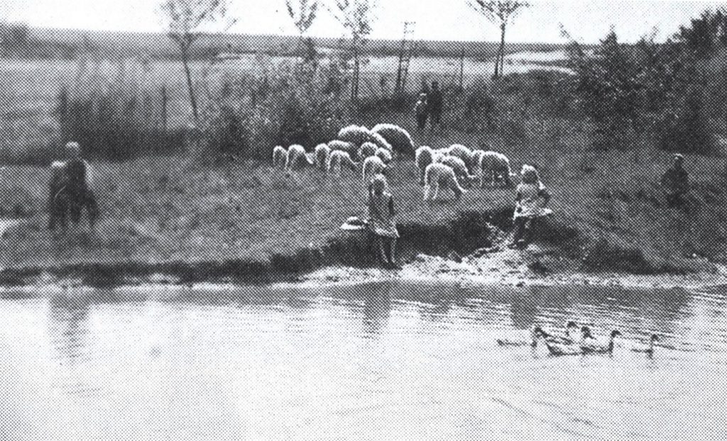 Teloh, mit noch offenem Gelände, Kinder hüten Schafe, historisches Foto.